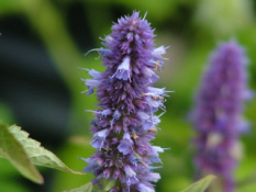 Agastache  'Blue Fortune' bestellen